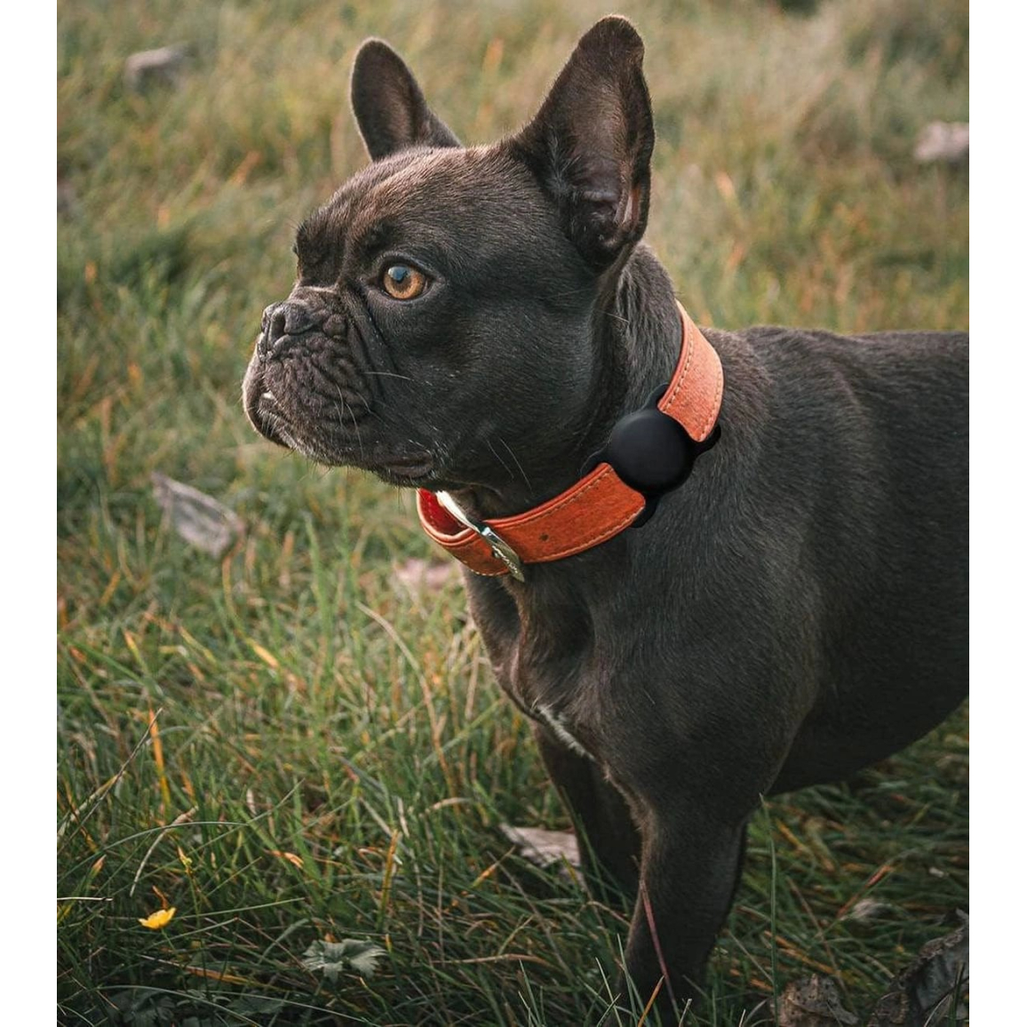 Apple AirTag silikoninis dėklas ant šuns ar katės antkaklio - juodas 4 Apple AirTag silikoninis dėklas ant šuns ar katės antkaklio - juodas 4